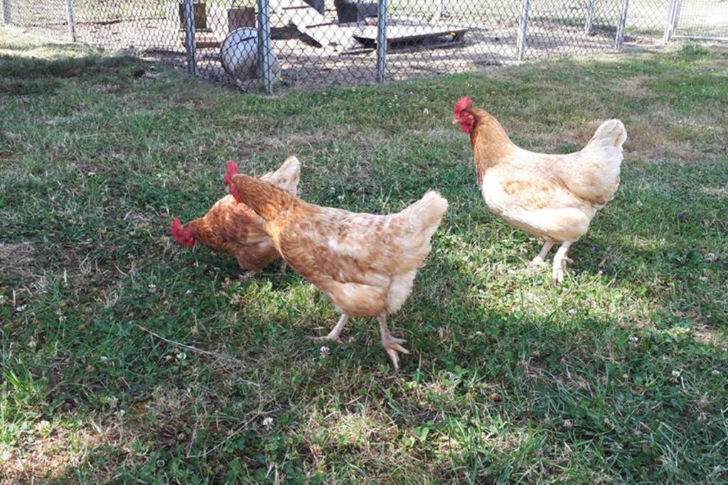 Gite "Le Platane" 45 M2 - Climatise Monswiller Dış mekan fotoğraf