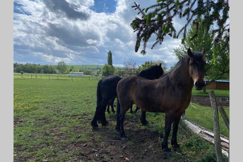 Gite "Le Platane" 45 M2 - Climatise Monswiller Dış mekan fotoğraf